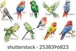 Set of popular parrot species. Watercolor illustrations of vibrant parrots, macaw, Amazon parrot, budgerigar, cockatiel, conure, eclectus, grey parrot, lovebird, Quaker parrot, and rosella. 