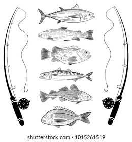 Set of popular sea fish and fishing rods. Tuna, dorado, cod, sea bass, salmon, mackerel. Vector illustration on a theme of catching sea fish