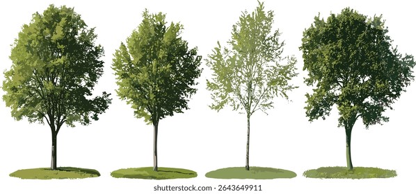 Set of Populus tomentosa and Populus nigra black poplar trees isolated cutout vector illustration, natural forestry, deciduous plants, garden landscaping, tree silhouette.