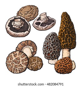 Set of portobello, morel and shiitake edible mushrooms sketch style vector illustration isolated on white background. Collection of edible mushrooms - shiitake, morel and portobello