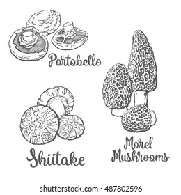 Set of portobello, morel and shiitake edible mushrooms sketch style vector illustration isolated on white background. Collection of edible mushrooms - shiitake, morel and portobello