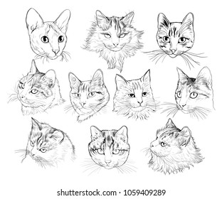 A set of portraits of different cats. Vector sketch. Hand-drawn illustration.