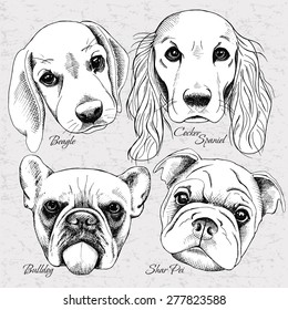 Set portraits of a four dogs. Vector black and white illustration.