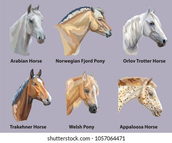 Set of portraits of horses and pony breeds (Trakehner horse, Welsh Pony, Orlov Trotter, Arabian horse, Appaloosa horse, Norwegian fjord ) isolated on purple background. Vector colorful illustration.