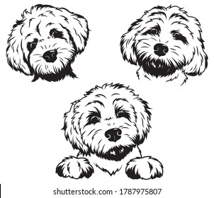 Set of portraits of labradoodle. Collection of vector heads of fluffy dogs. Print for clothes. Black and white of illustration a cute pets. Tattoo Groodle. svg