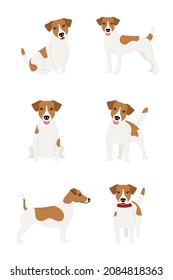 Juego de poses de la raza de perro Jack Russell Terrier sobre un fondo blanco