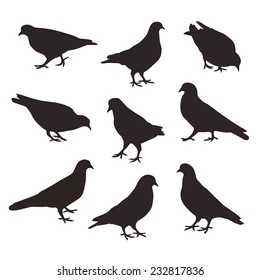 Set of a posing dove birds, vector silhouette.