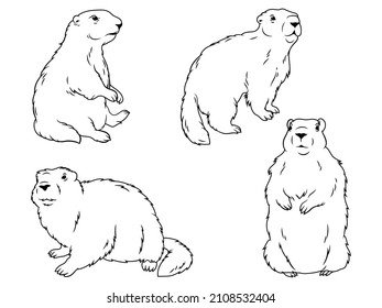 Set of posing groundhog. Collection of cute alpine marmot . Forest animal. Logo for nature park. Funny wild character.Vector illustration beaver on white background. Groundhog Day. 