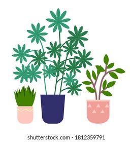 Set of pot with houseplant isolated at white. Vector flowerpot of decorative green plant with long leaves in ceramic pot. Indoor plant concept of domestic greenery. Icon for home interior plant