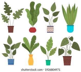 Set of pot with houseplant isolated at white. Vector flowerpot of decorative green plant with long leaves in ceramic pot. Indoor plant concept of domestic greenery. Icon for home interior plant