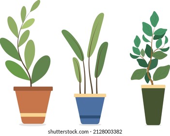 Set of pot with plant vector illustration. Green plant with long big leaves in ceramic green blue pot. Indoor plant concept. Interior plant.