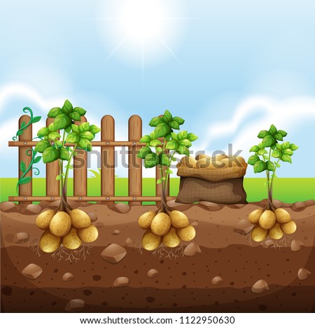 Set of potato crops illustration