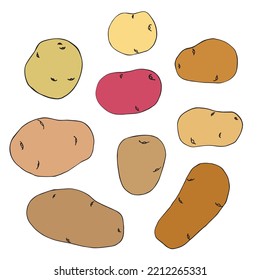 A set of potato tubers of different shapes and colors in a vector on a white background