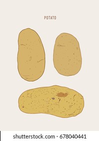 set of potatoes , hand drawn sketch vector.