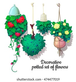 Set potted flowers growing down. Vector illustration.
