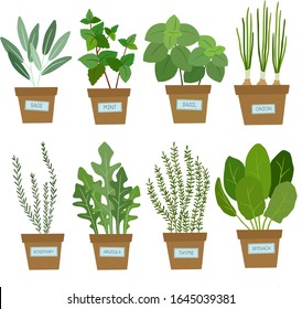 Set of potted herbs. Vector illustration.