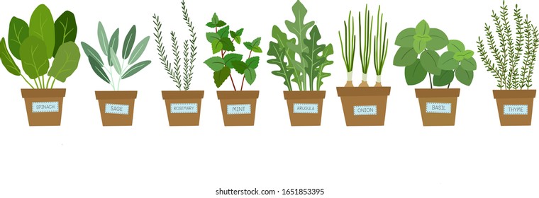 Set Of Potted Herbs. Vector Illustration.