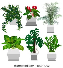 Set of potted houseplants. Home flowers made in flat style. Vector illustration.