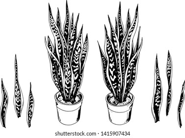 Set Of Potted Laurentii Snake Plants. Sansevieria Trifasciata, Mother-in-law's Tongue Plant. Black And White Vector Illustration.