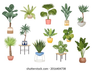 Set of Potted Palm Trees Ficus, Agave, Monstera and Dracaena, Banana, Chinese Fan or Fountain Domestic Plants in Modern Flowerpots. Tropical Decorative Palms in Pots Elements. Vector Illustration