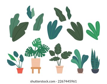 Set Potted Palm Trees and Houseplants Monstera, Ficus, Spatifillum Exotic Plants in Flowerpots. Domestic Tropical Decorative Palms in Pots Isolated on White Background. Cartoon Vector Illustration