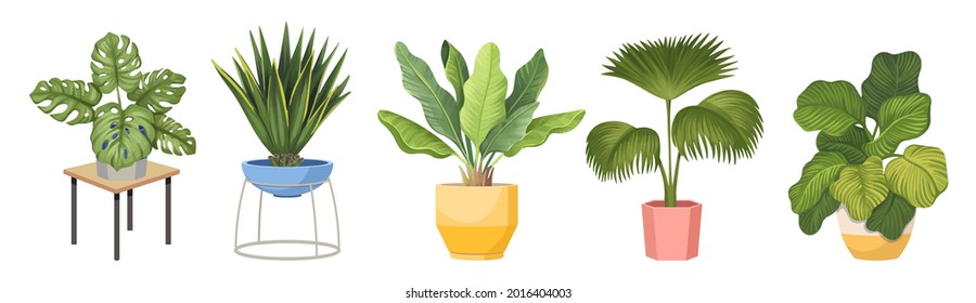 Set Potted Palm Trees Monstera, Agave or Ficus Exotic Plants in Flowerpots. Domestic Tropical Decorative Palms in Pots Graphic Design Elements Isolated on White Background. Cartoon Vector Illustration