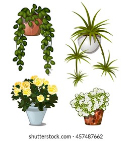 Set potted plants for the house and office. Vector illustration.