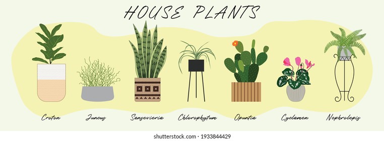 Set of potted plants. Indoor plants. House plants. Florist shop. Plants in pots.