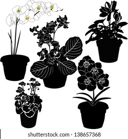 Set potted plants isolated on white background