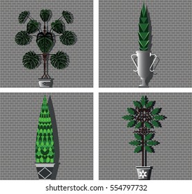 Set of potted plants on background of gray brick wall