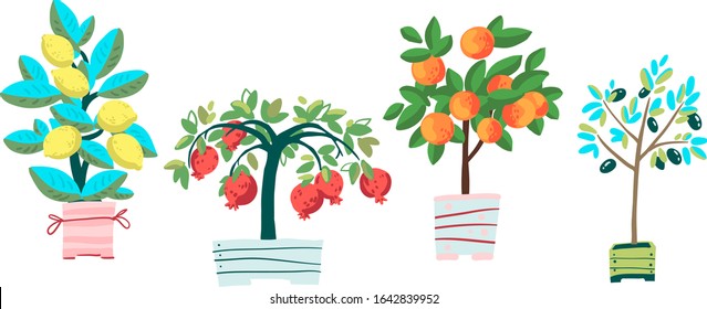 Set of potted plants: pomegranate, olive tree, tangerine and lemon. Cartoon vector illustration 