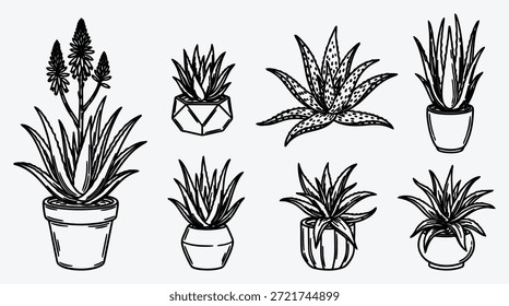 Conjunto de plantas en maceta en varias macetas y macetas de plantas de interior