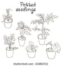 Set of potted seedlings of different vegetables drawn with dark outlines: tomato, cucumber, celery, eggplant, peas, bell pepper. Vector illustration.