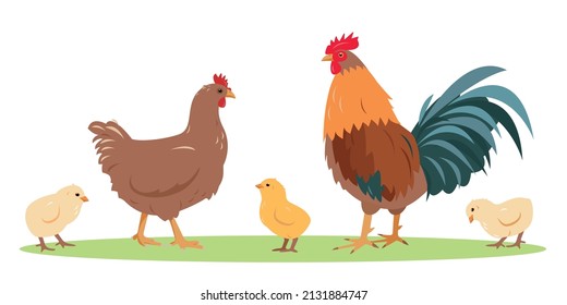 Set of poultry farm birds. Rooster cock with hen and chicks isolated on white background. Chicken family icons in flat or cartoon style vector illustration.