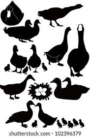 Set poultry isolated on white background