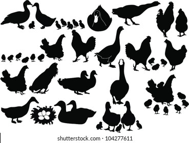 Set poultry isolated on white background