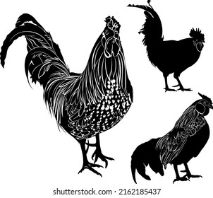 Set poultry isolated on white background.collection vector silhouette rooster 