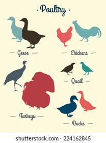 Set of poultry silhouettes made in vector in retro style