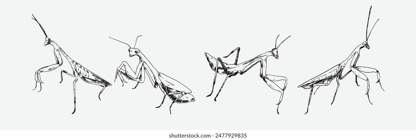 Set of praying mantis engraving, sketch drawing. Isolated on white background. Monochrome vector illustration.