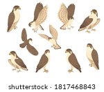 Set of predatory bird cute adult falcon cartoon animal design birds of prey character flat vector illustration isolated on white background