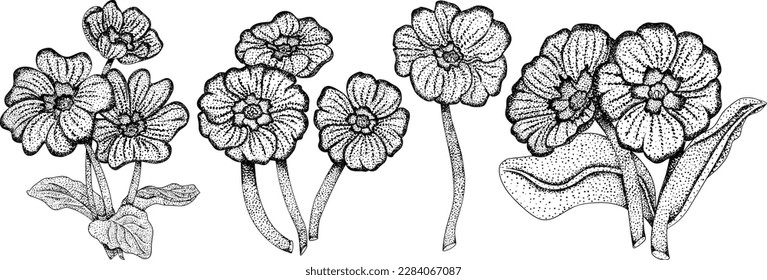 Fijar primrose, flores de primula. Flores de primavera dibujadas a mano. Ilustraciones botánicas vectoriales monocromáticas en boceto, estilo grabado.