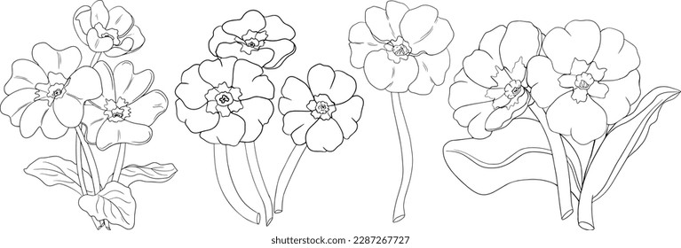Set Primaten, Primula Blumen. Handgezeichnete Frühlingsblumen. Einfarbige Vektorgrafiken botanischer Illustrationen in Skizze, Gravierungsstil.