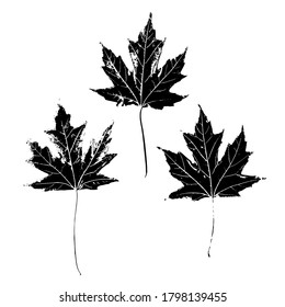 Set of prints of maple leaves. Silhouettes of tree leaves. Botanical vector illustration. Suitable for design, pattern, print, postcards.