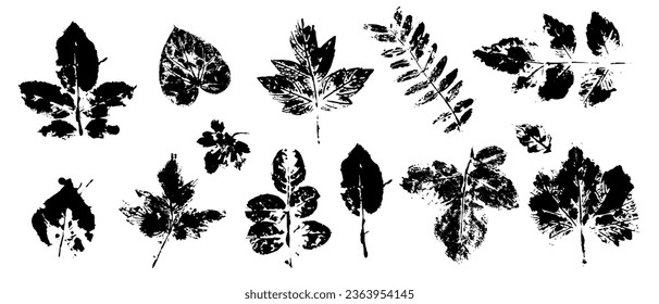 Set of prints of various autumn leaves.Vector graphics.
