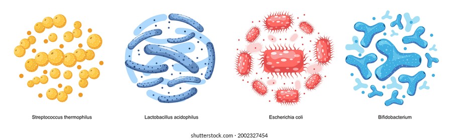 Bakterien-Set, gute Mikroben für die Gesundheit des Menschen und Mikroben. Streptococcus Thermofilus, Lactobacillus Acidophilus, Escherichia Coli und Bifidobacterium. Cartoon-Vektorgrafik