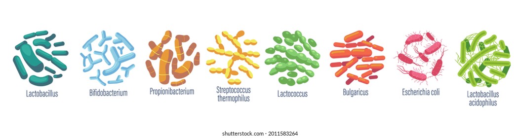 Set Probiotic Bacteria Lactobacillus, Bulgaricus, Propionbacterium. Lactococcus, Streptococcus thermofilus, Lactobacillus Acidophilus, Escherichia Coli, Bifidobacterium. Cartoon-Vektorgrafik