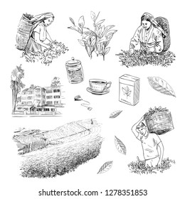 Set of process collecting tea leaves, making tea. Tea plantations. Hand drawn vector illustration.