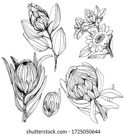 Set with a protea flower. manual graphics. Coloring book for children and adults, mascara, floral set of dried flowers. for textile decor and design, wallpaper, relaxation, meditation. stock graphics.