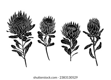 Set of protea flowers black silhouettes isolated on white background