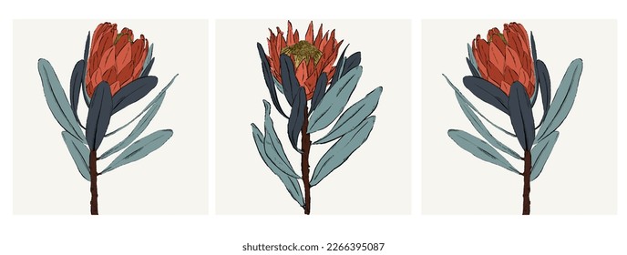 Set of Protea flowers with blue leaves. Perfect for decoration . Mirror effect floral pattern design. Vectorel isolated flowers